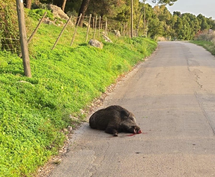 Castellammare del Golfo: esce in quad, colpito da un cinghiale precipita in scarpata