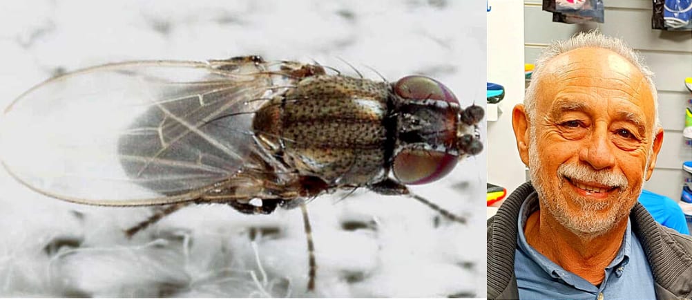 Nuovo scoperta di Angelo Ditta, l’insetto che cambia l’entomologia europea
