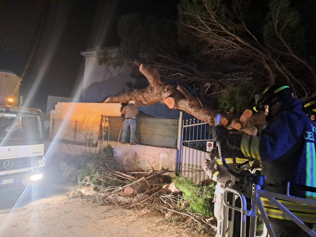 Erice, il vento abbatte un grosso albero in via Emilia: paura tra i residenti e danni a un magazzino
