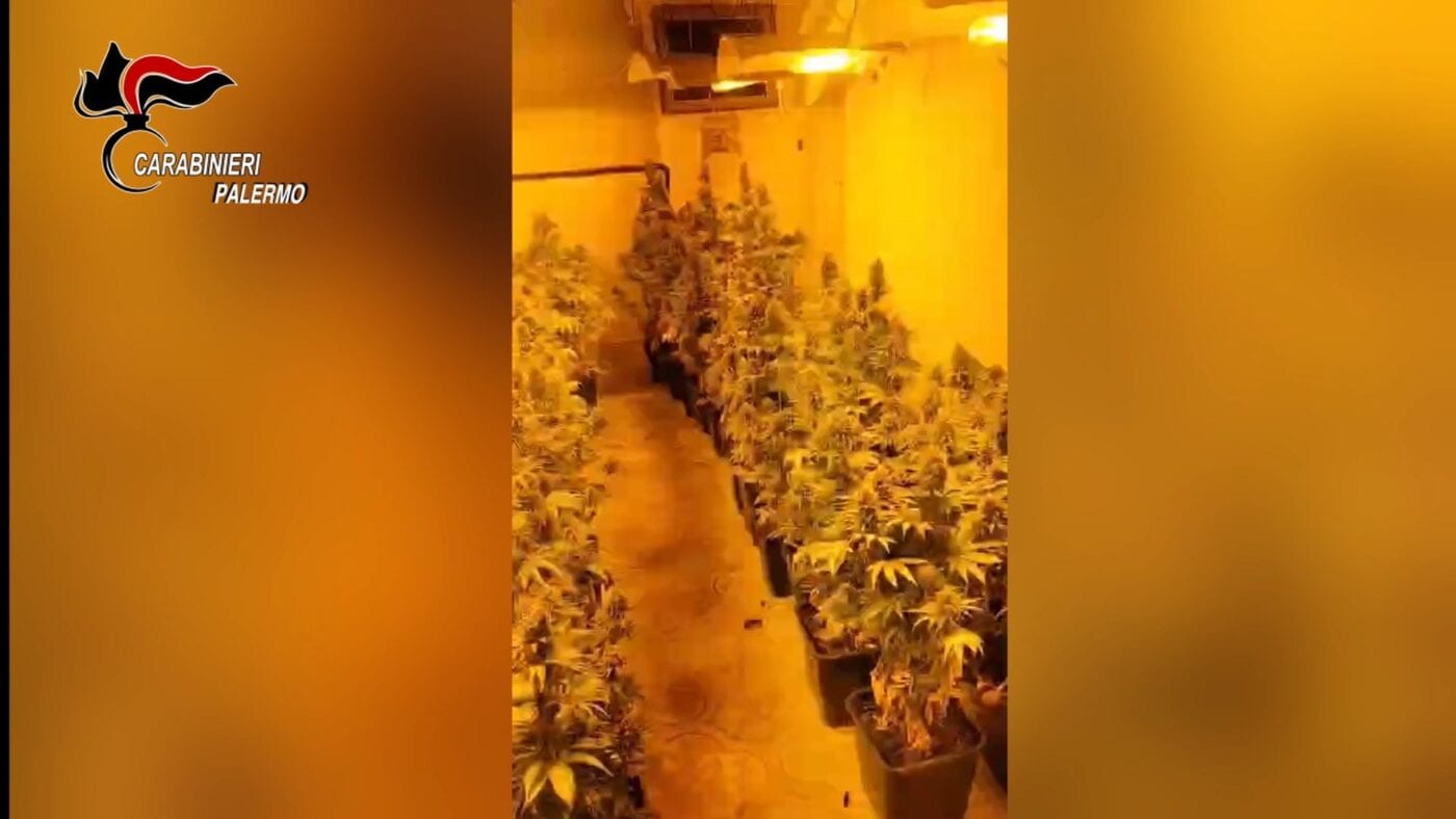 Serra di marijuana in una palazzina di Palermo, arrestato 63enne