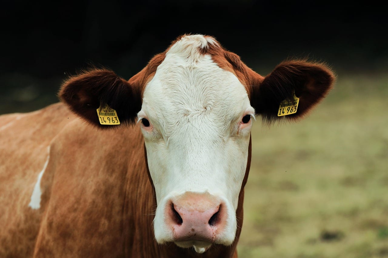 Provincia di Trapani libera dalla brucellosi bovina, rilancio della filiera casearia