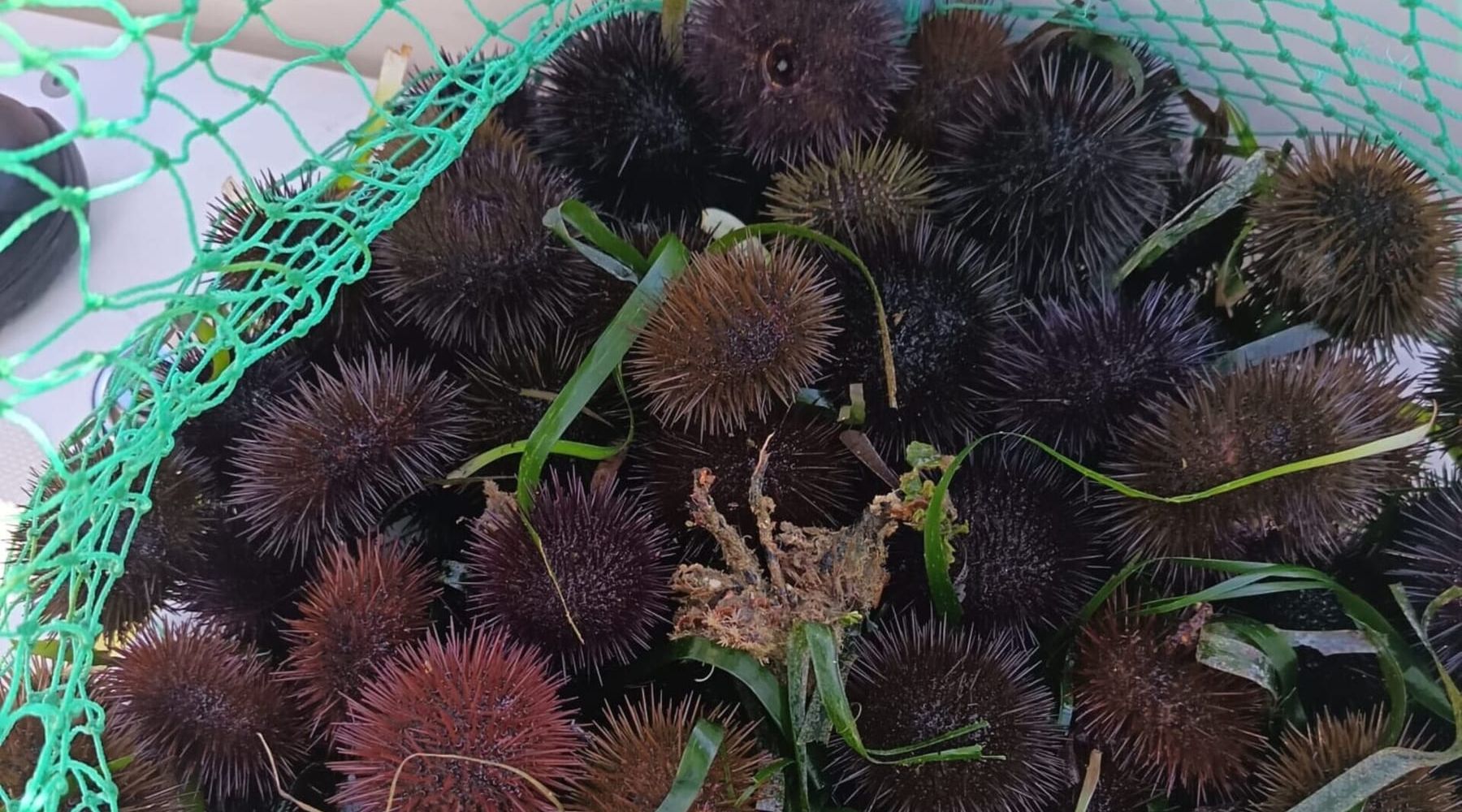 Ricci di mare pescati illegalmente, scatta il sequestro di 500 esemplari e multa da 2mila euro