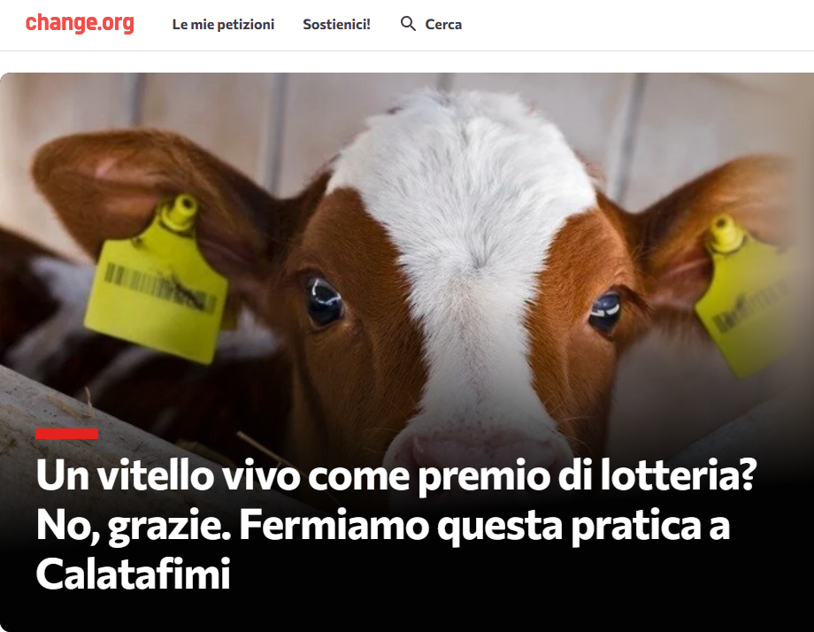 Calatafimi, vitellino vivo come premio della lotteria: petizione per bloccare l’iniziativa