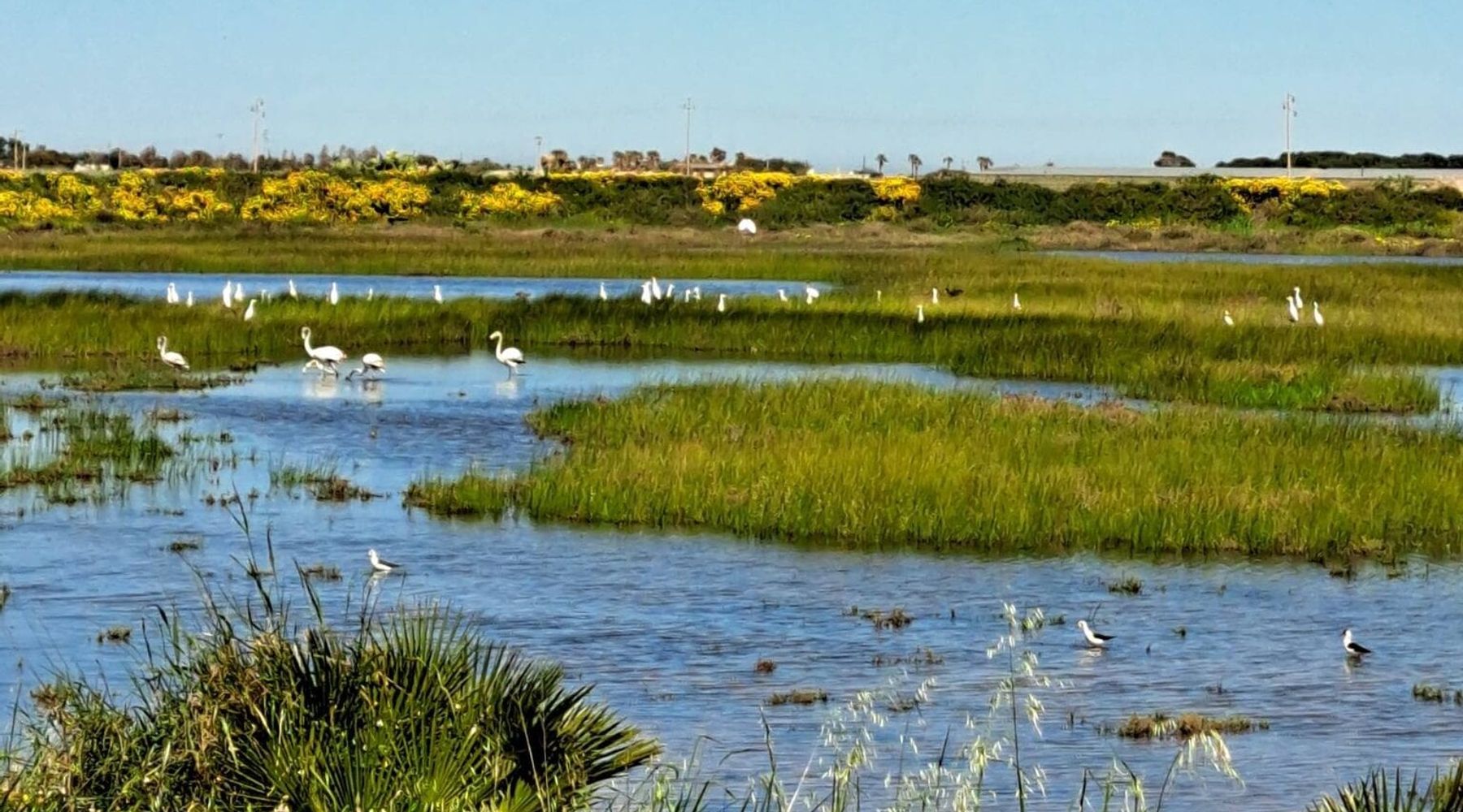 Marsala, ibis sacro avvistato allo Stagnone: specie invasiva preoccupa gli esperti