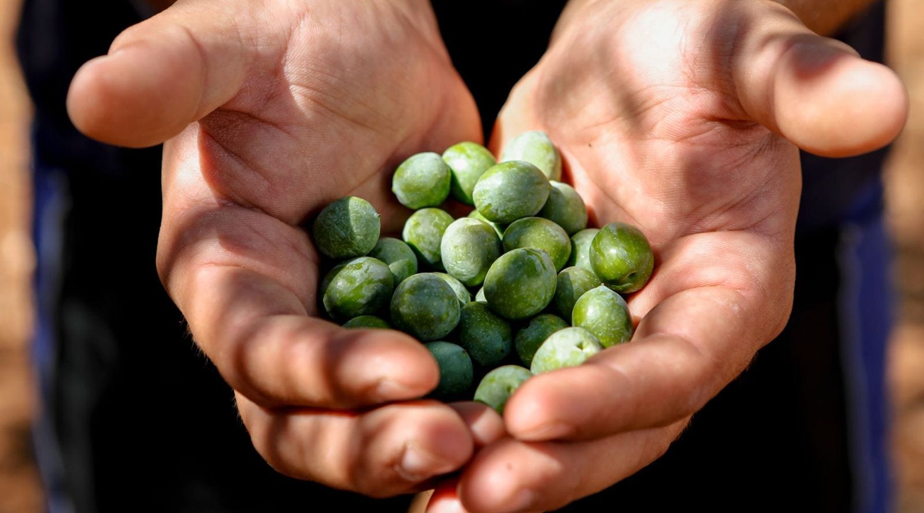 Custonaci entra nella “Comunità dell’Olio”: una rete strategica per valorizzare l’oro verde