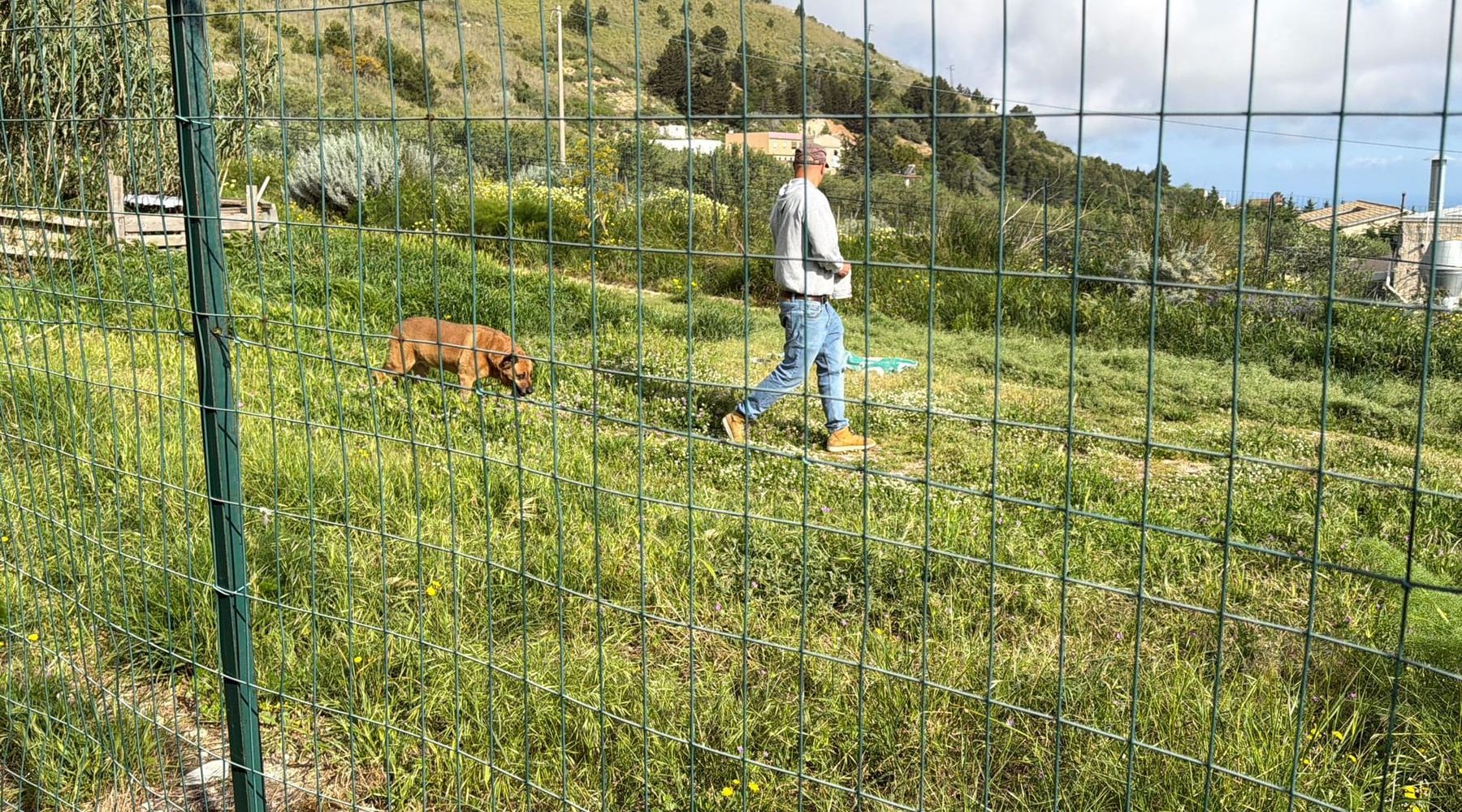 Caso Nocciolina: un esperto valuterà la cagnolina per liberarla dal canile di Alcamo