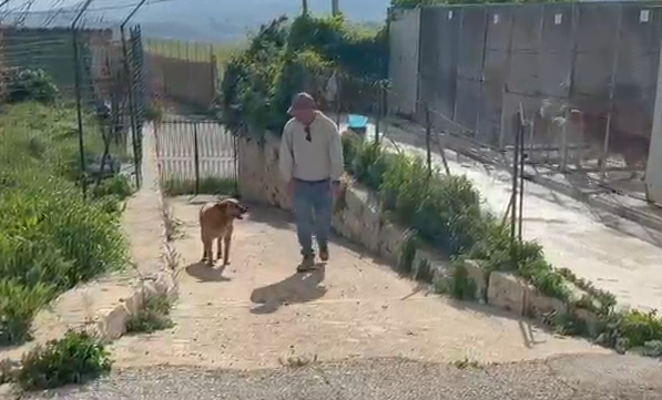 Nocciolina, la perizia dell’esperto la assolve: ‘docile e non pericolosa’ (VIDEO)
