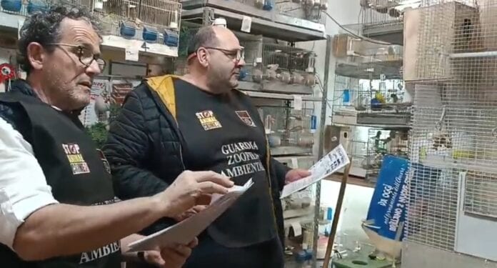Trapani, uccelli allevati in garage: scatta segnalazione sanitaria