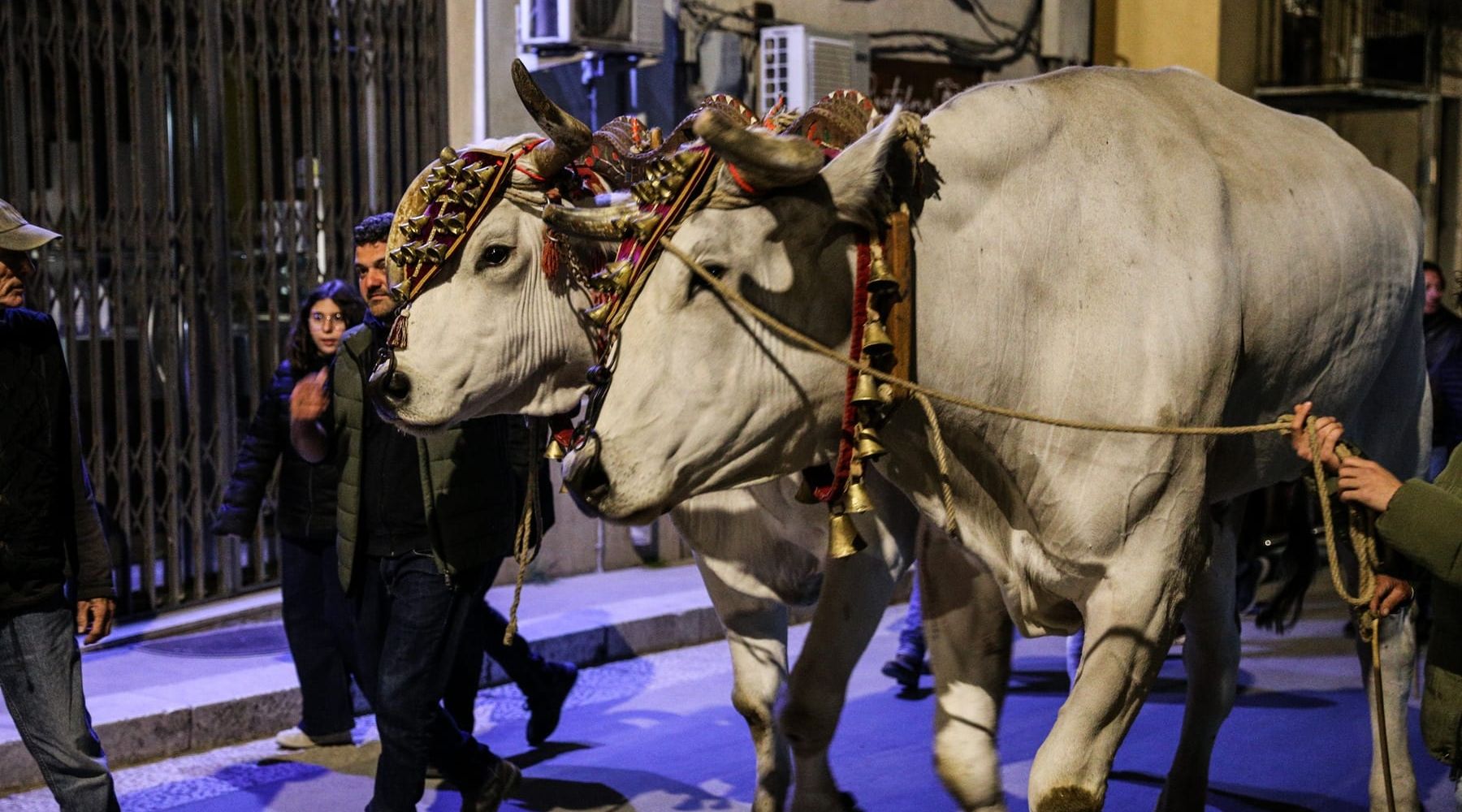 Arrivano le pariglie toscane, i giganti buoni della Festa del S.S. Crocifisso di Calatafimi