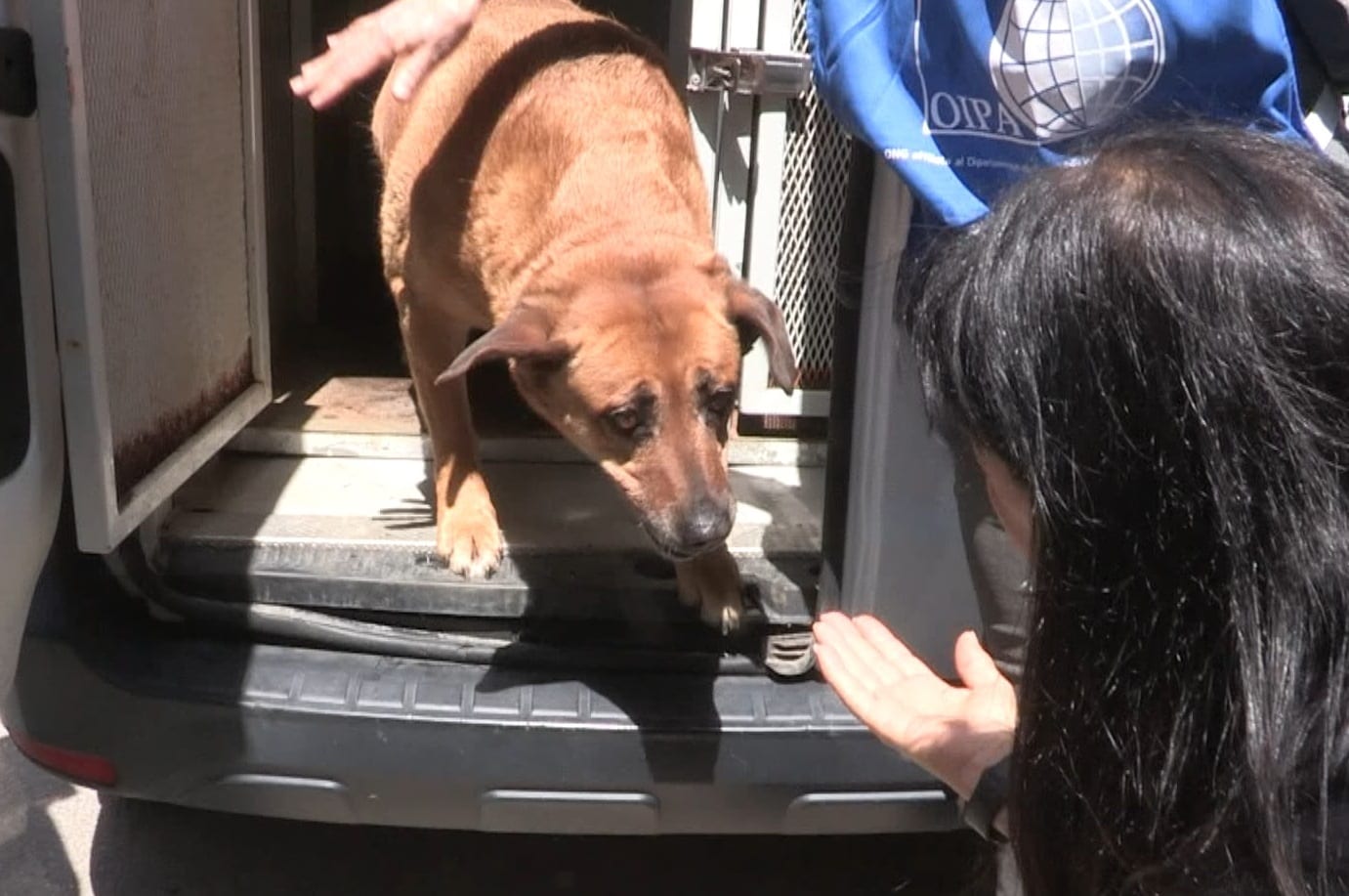 Cani di quartiere: Nocciolina torna libera tra l’affetto dei cittadini di Alcamo