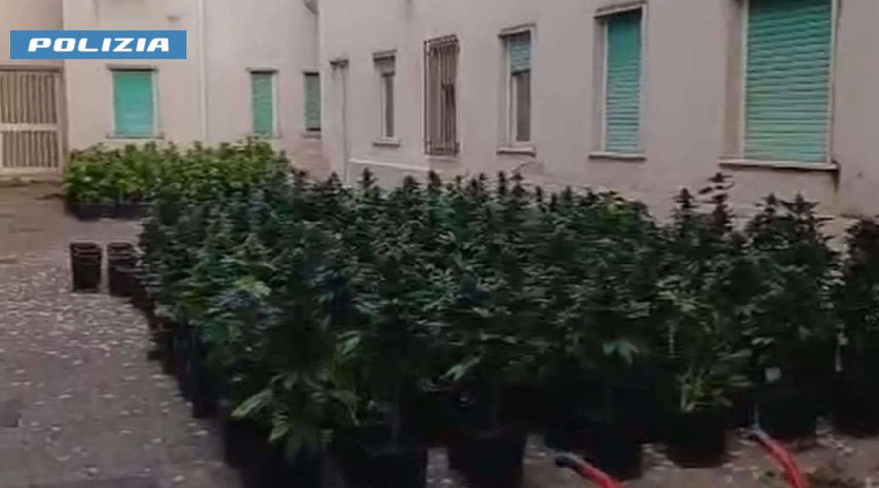 Trecentodiciotto piante di marijuana coltivate in una serra indoor a Carini, un arresto