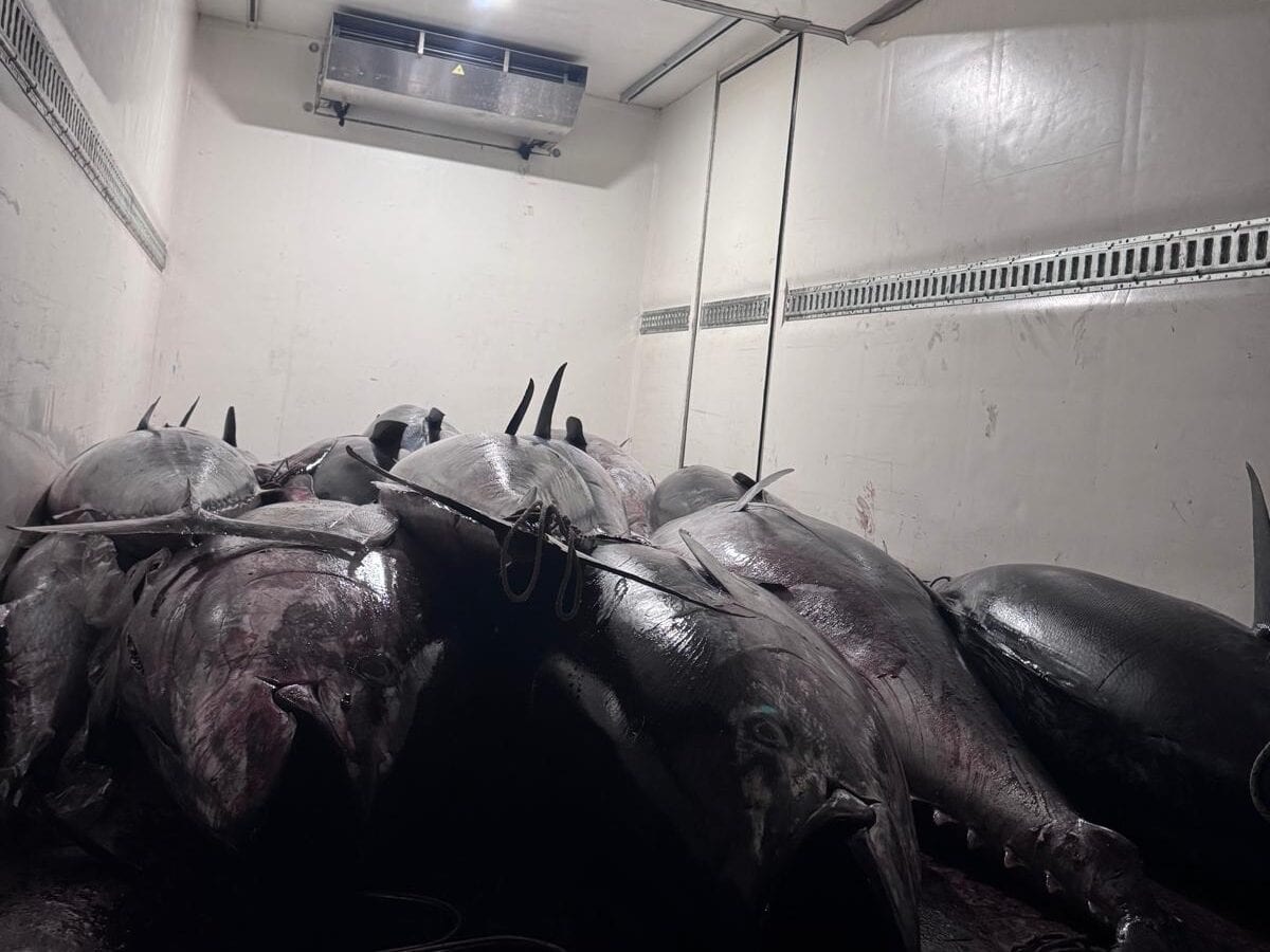Maxi sequestro di tonno rosso tra Trapani e Palermo: 5 tonnellate bloccate