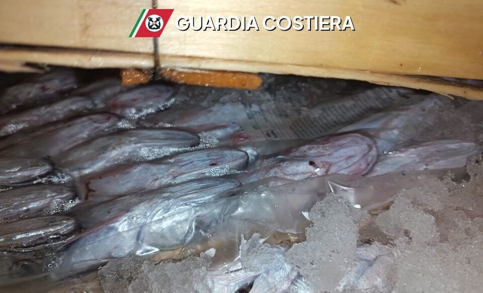 San Vito Lo Capo. Sequestrati 12 esemplari di tonno rosso pari a circa 2 tonnellate