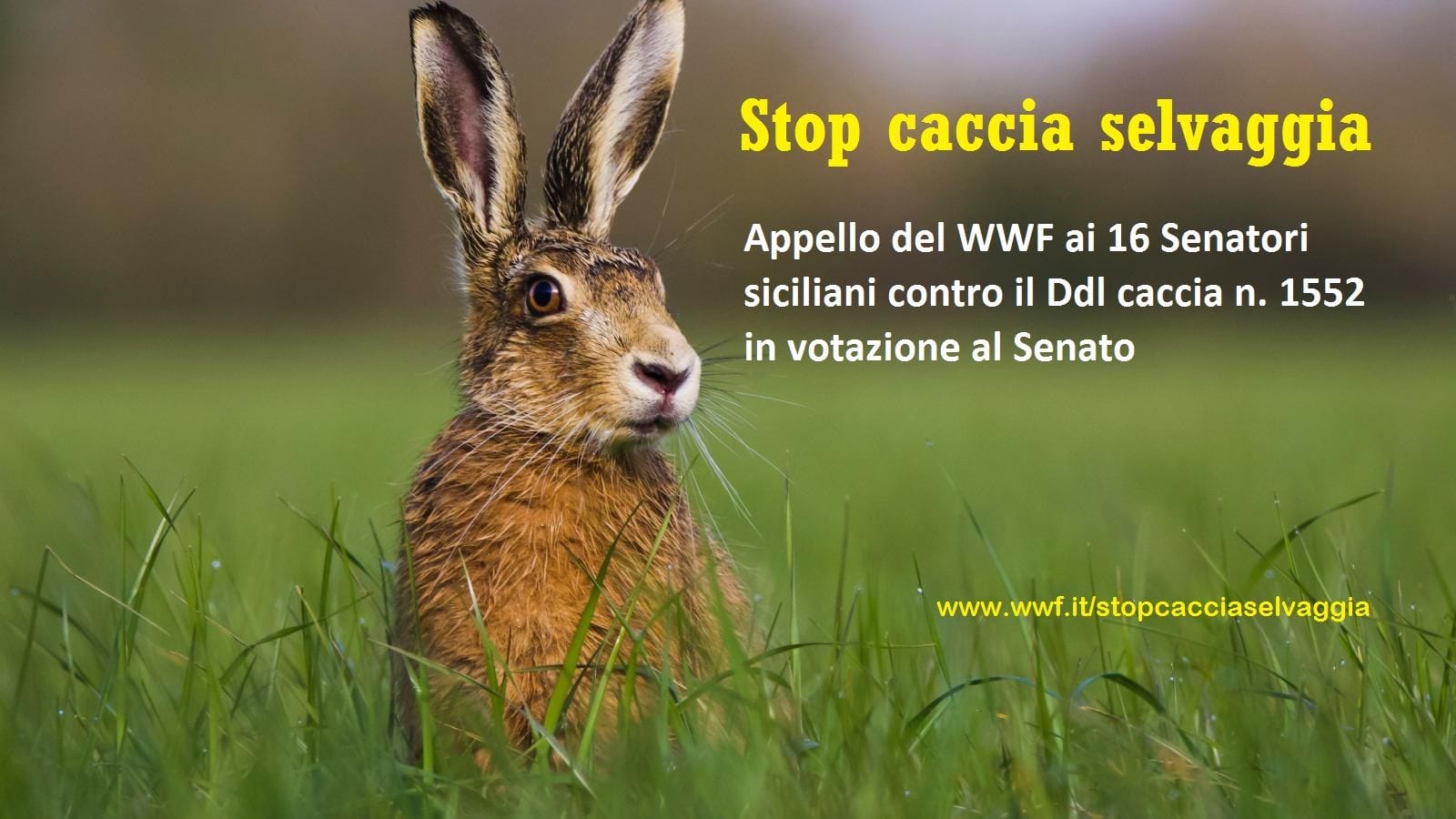 WWF ai senatori siciliani: “Fermate la riforma della caccia”