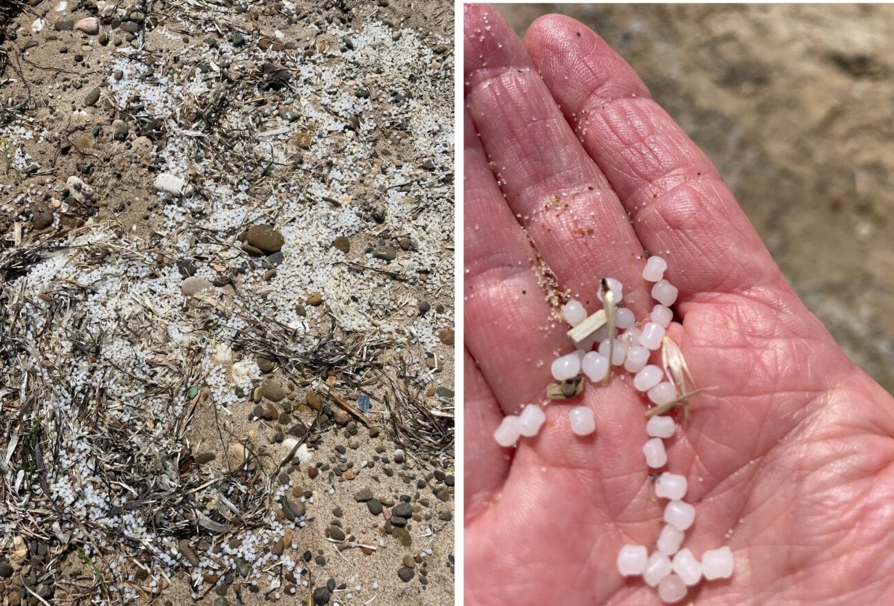 Microplastiche nel Golfo di Castellammare: l’allarme di Fare Ambiente per l’ecosistema marino