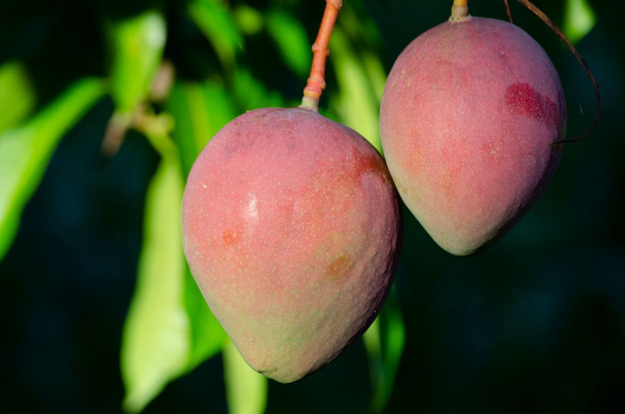Furti di mango a Balestrate, scatta la vigilanza notturna per difendere il raccolto