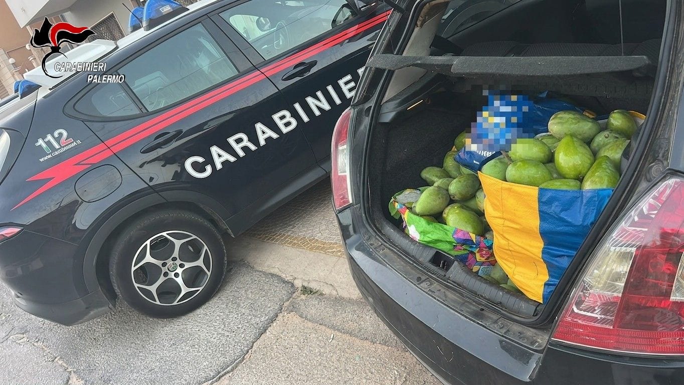 Balestrate, furti di mango, vince la collaborazione tra produttori e forze dell’ordine