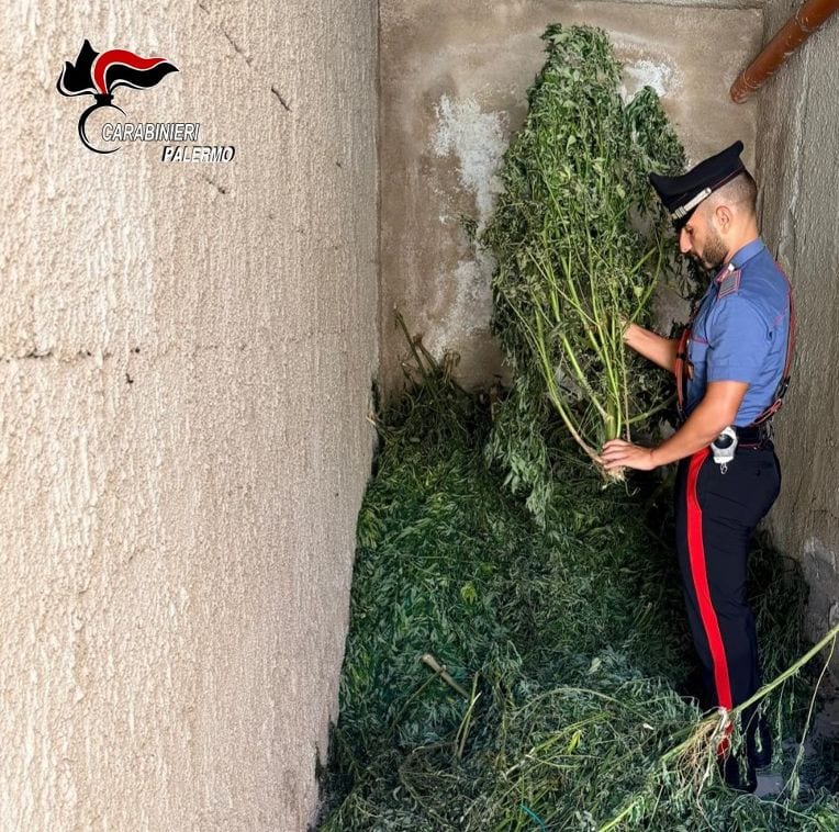 Carini, scoperta piantagione in un terreno abbandonato: sequestrate 24 piante