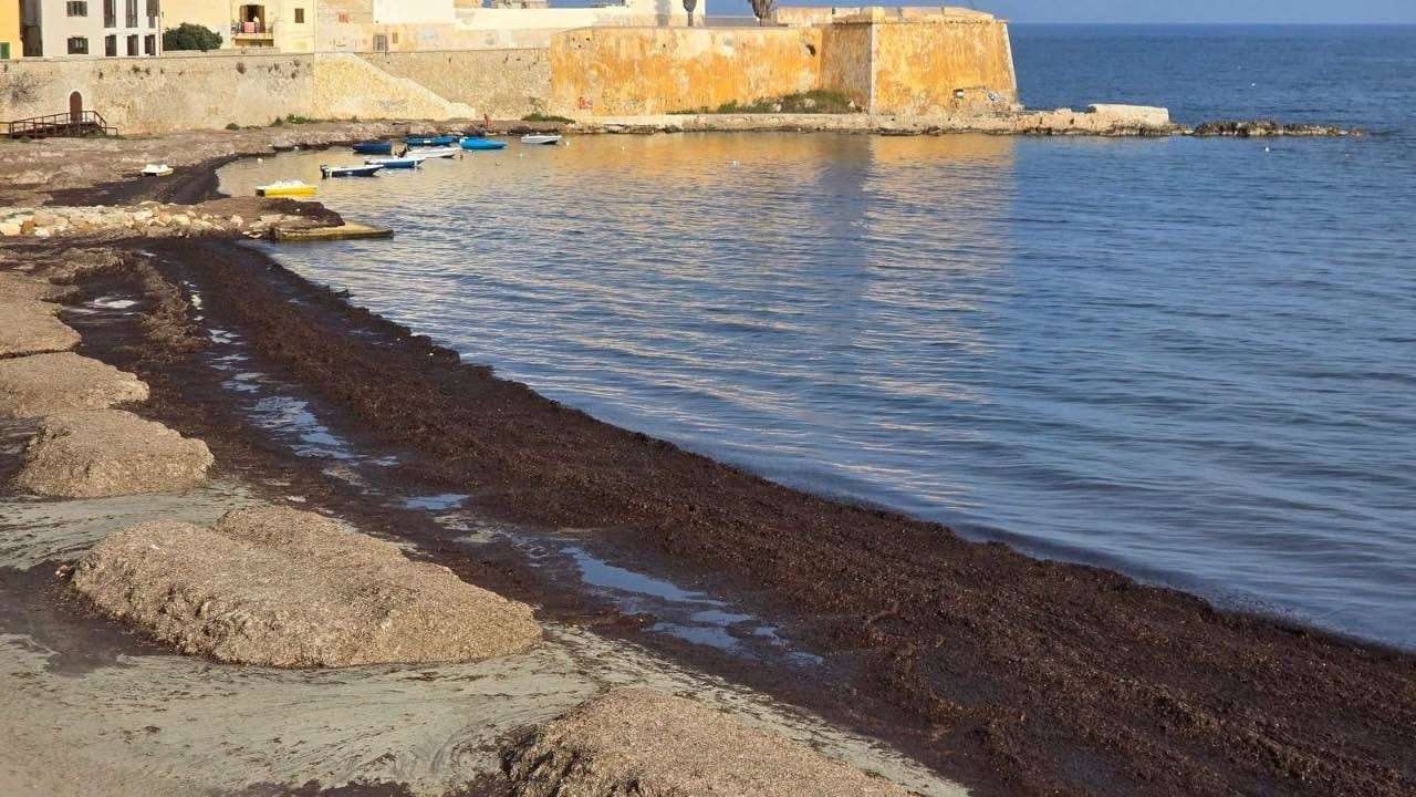 Trapani, via la posidonia dalla spiaggia delle Mura di Tramontana: al via gli interventi