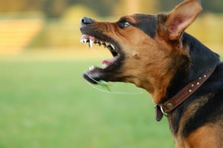 Operaio alcamese morì sbranato dai cani, scattano due condanne