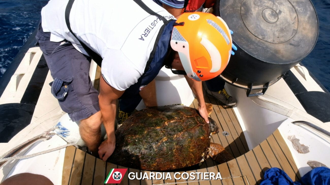 Pantelleria, mattina di interventi per la Guardia Costiera: salvata una tartaruga e soccorsa una bagnante