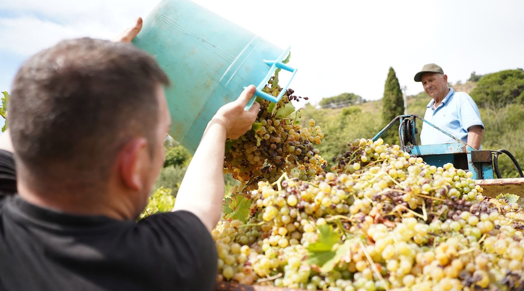 Vendemmia della legalità, domani raccolta nel bene confiscato di Salemi