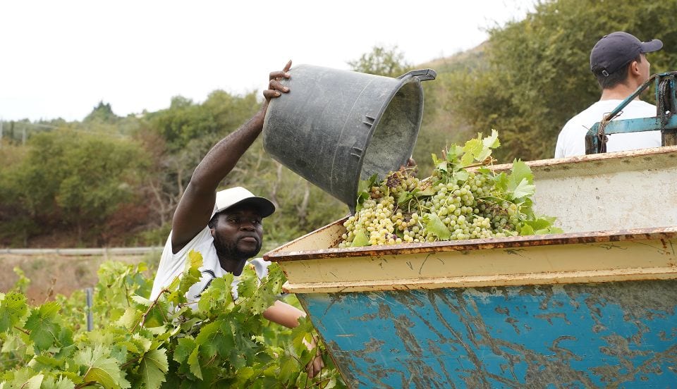 Vendemmia della legalità, raccolti 44 quintali di uva a Salemi