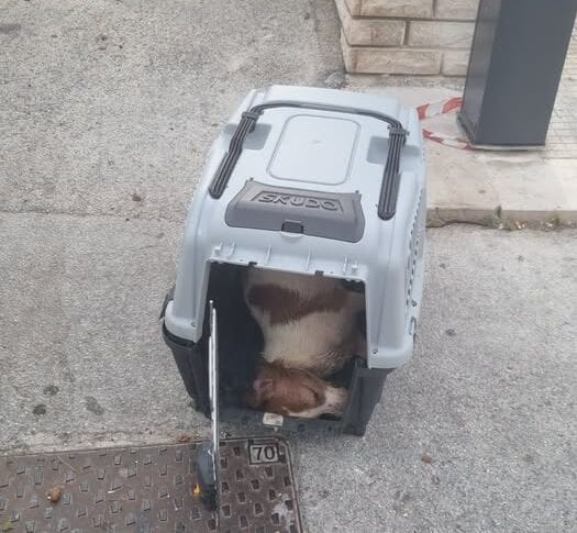 Cane trovato morto in un trasportino a Erice, Enrico Rizzi denuncia ritardi