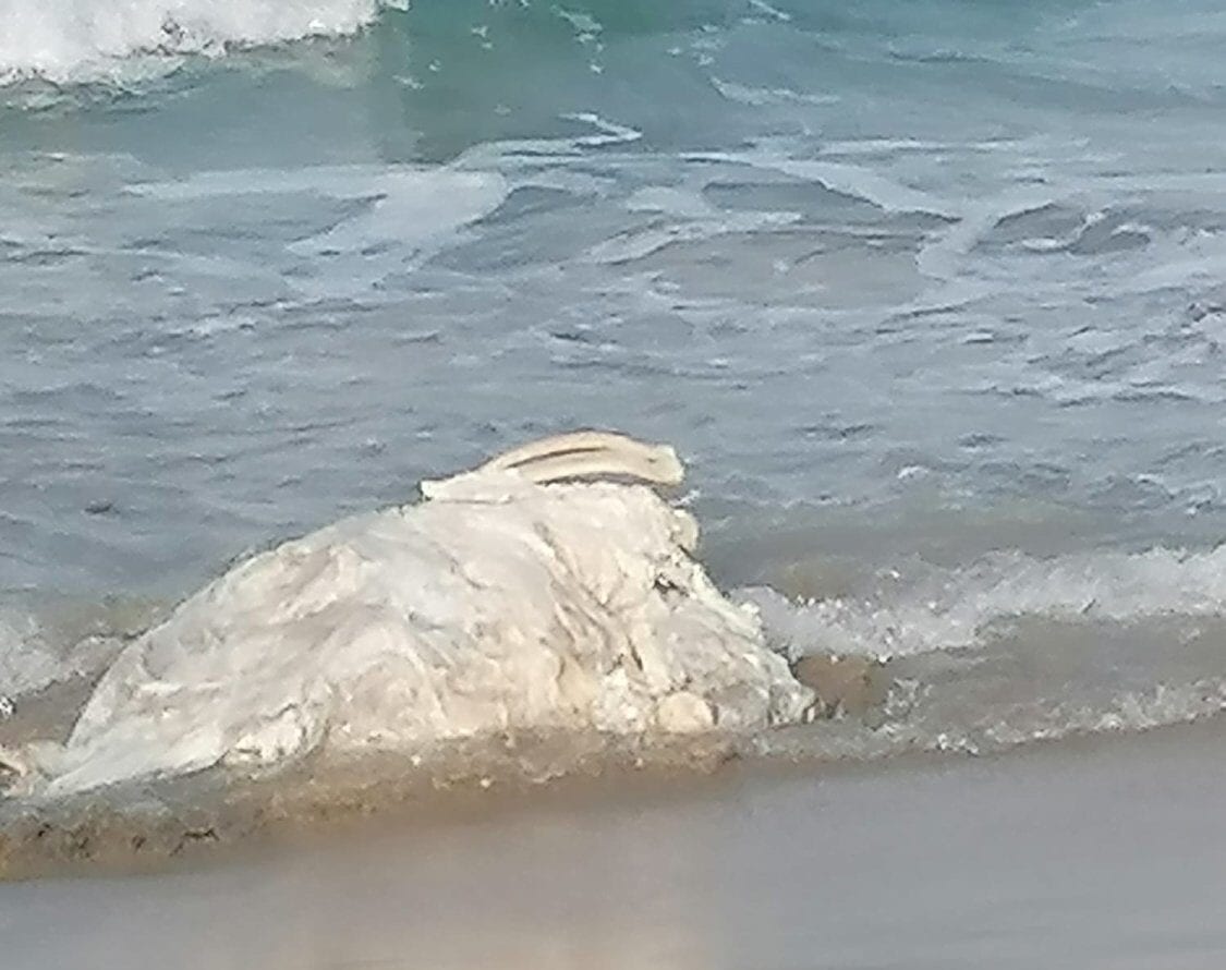 Marsala, carcassa di un grosso animale sulla spiaggia tra Sbocco e Signorino