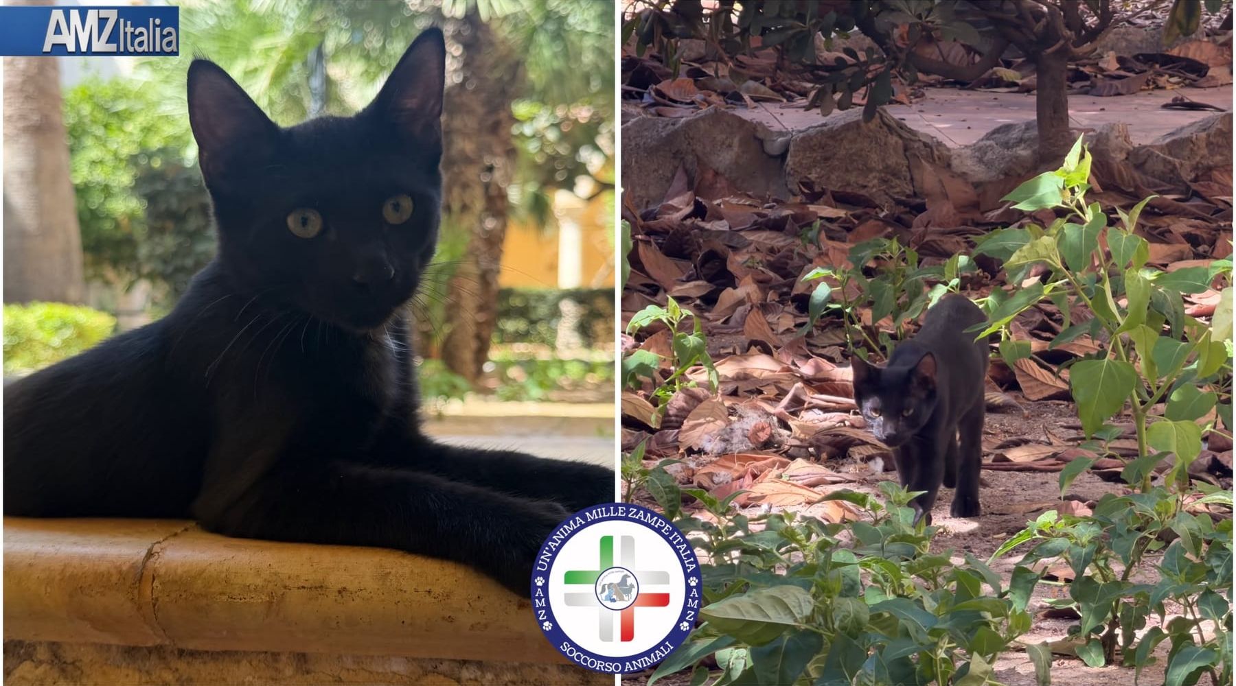 Alcamo, due gattini trovano casa al Commissariato