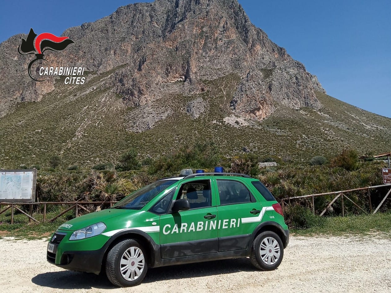 San Vito, cavalli senza riparo né acqua: denunciato il proprietario