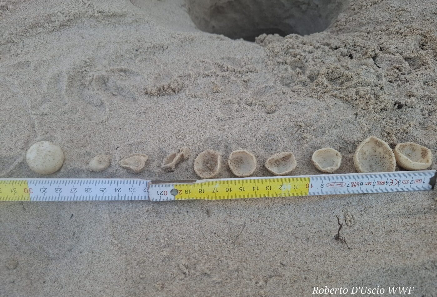 Alcamo Marina, niente schiusa per il nido di tartaruga: uova non fecondate