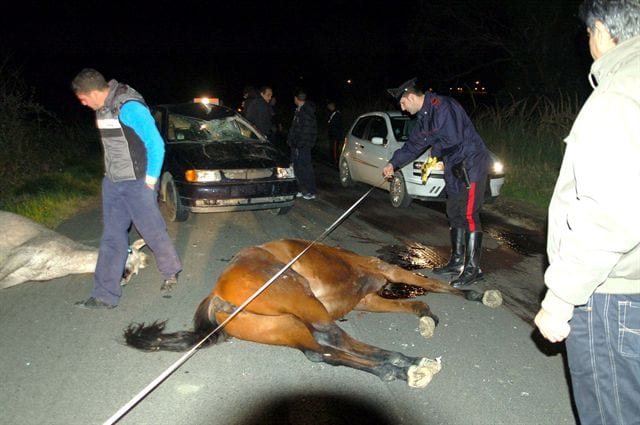 Partinico: incidente sulla Ss 113, investito e ucciso un cavallo