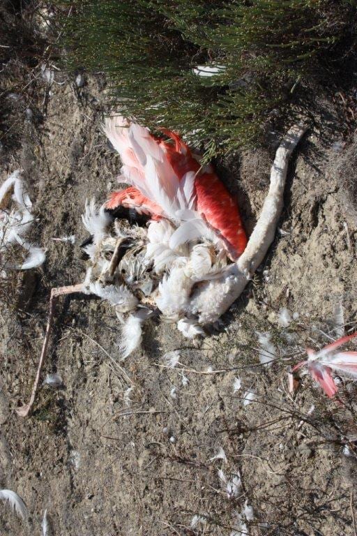 Riserva delle Saline: trovati tre fenicotteri morti