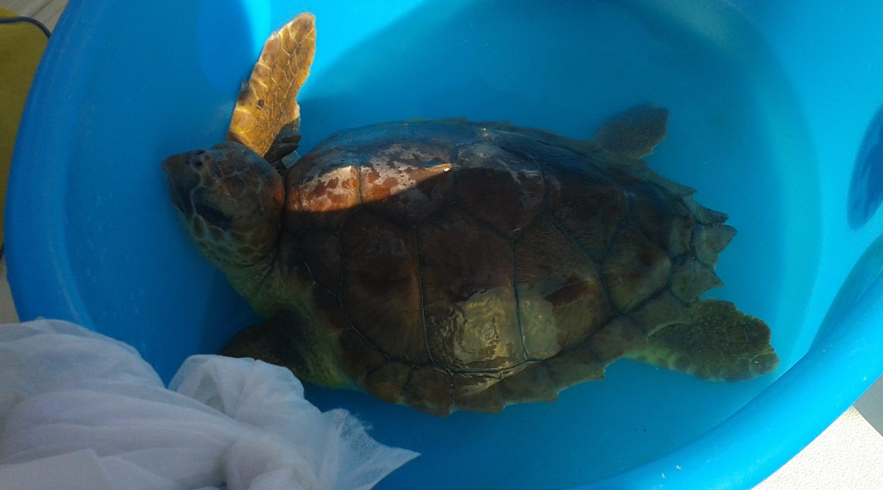 Favignana, salvate due Caretta caretta