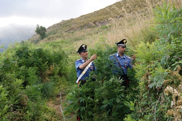 Partinico, coltivazioni di droga: due arresti