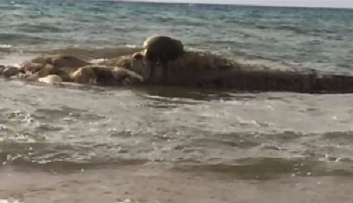 Castelvetrano: trovato un grosso cetaceo in decomposizione