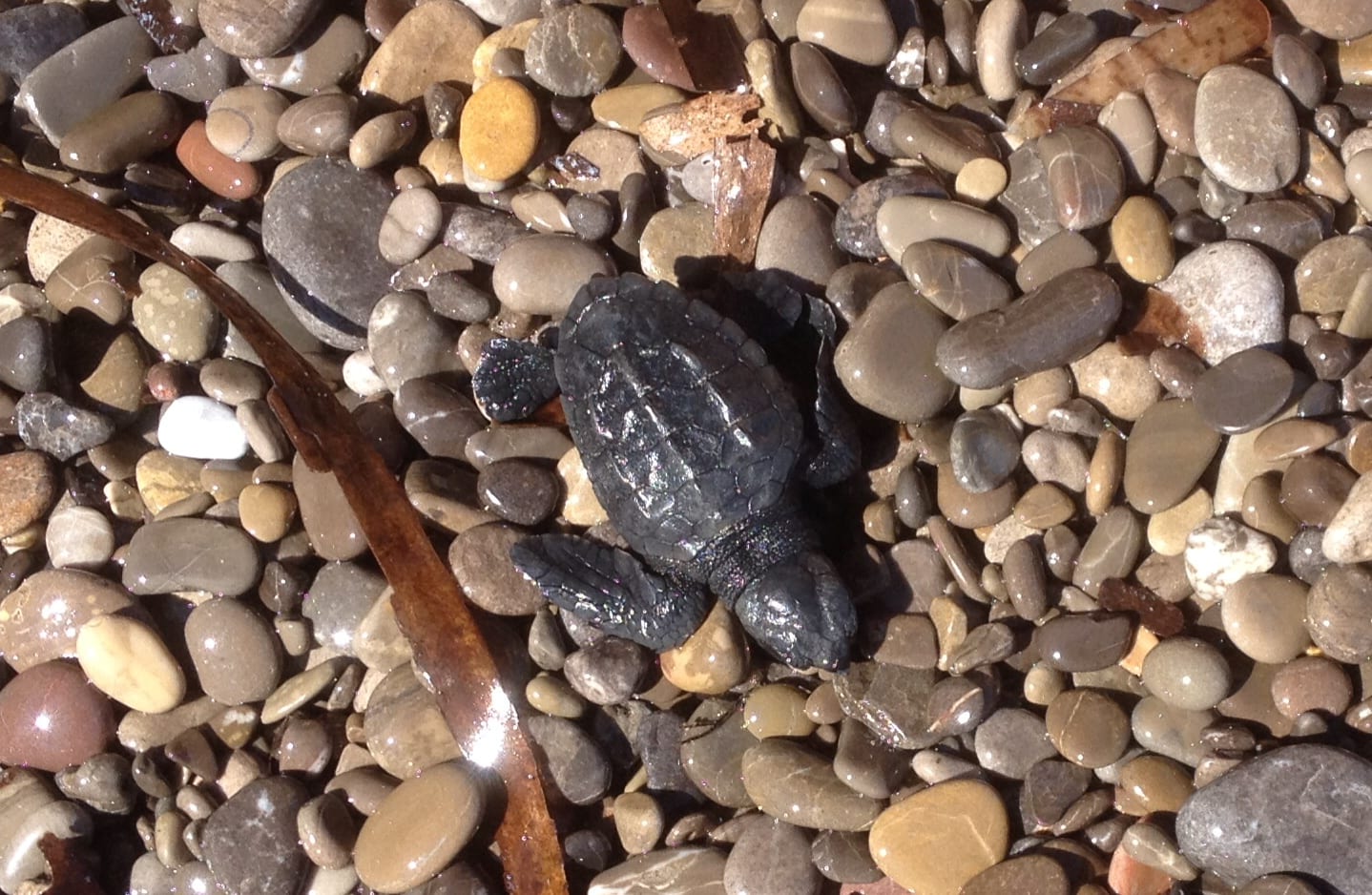 Marettimo, ovo-deposizione di Caretta caretta?