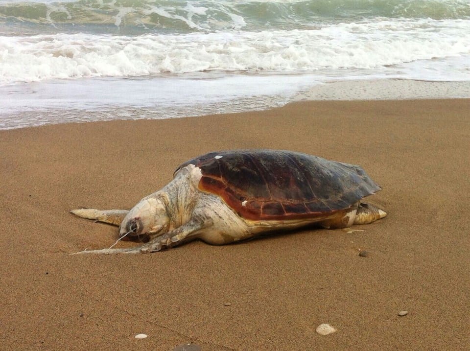 C/mmare del Golfo, trovata morta un’altra tartaruga