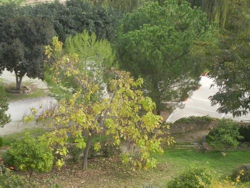 Alcamo: “Festa dell’albero”