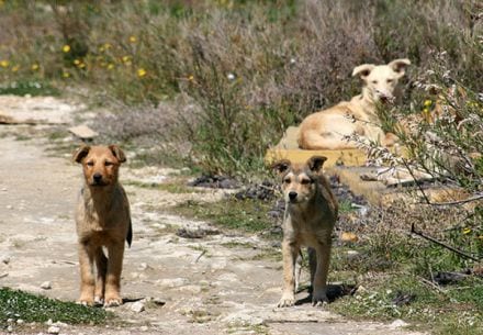 Mazara: esempio in provincia per la gestione dei randagi