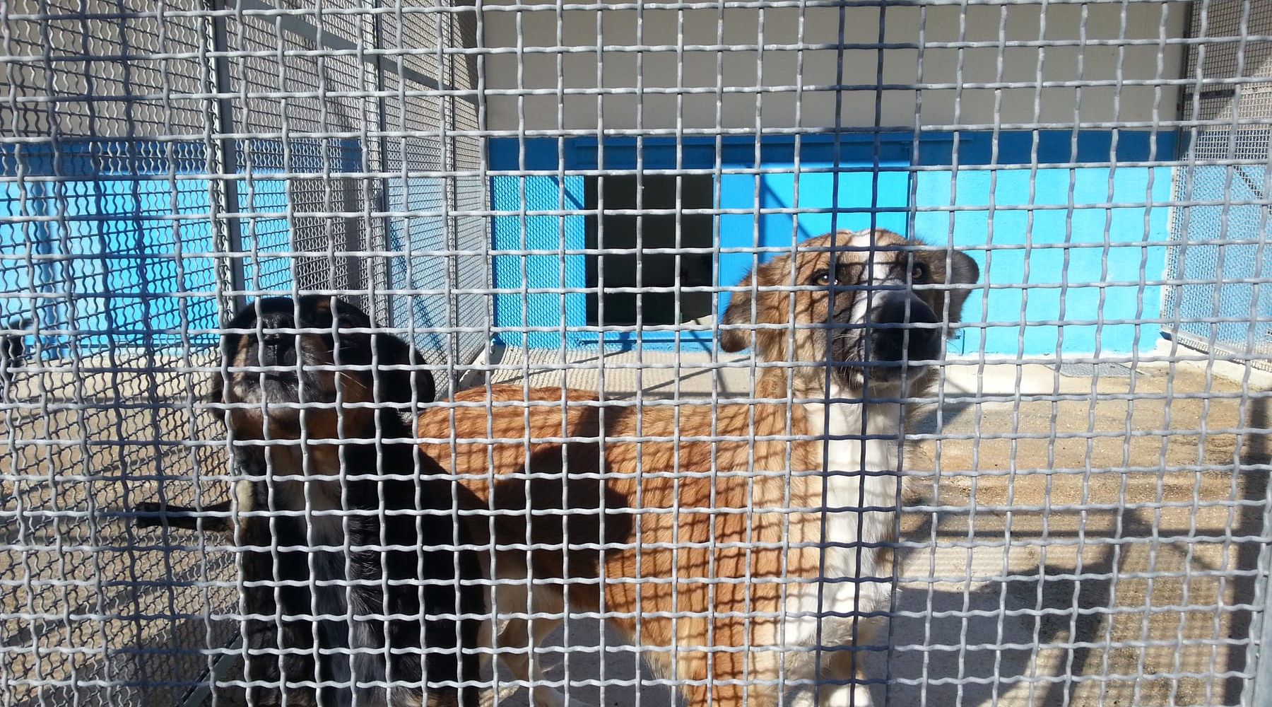 Partinico. Tutela e cura dei cuccioli “Leon’s Garden” propone