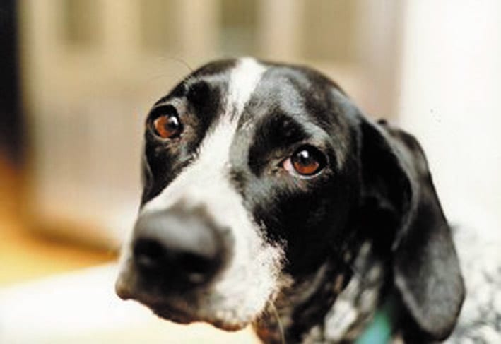 Mazara, parte la campagna “Difendi il Cane”