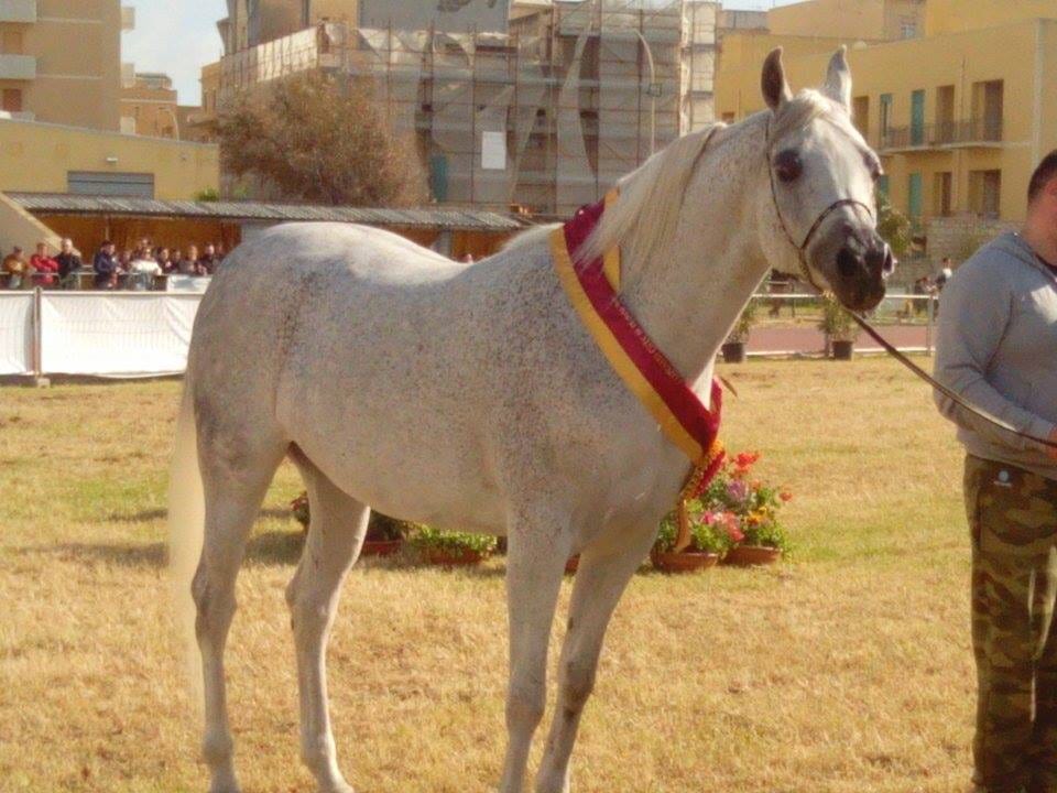 San Vito Lo Capo, sabato al via l'Arabian Horses Cup