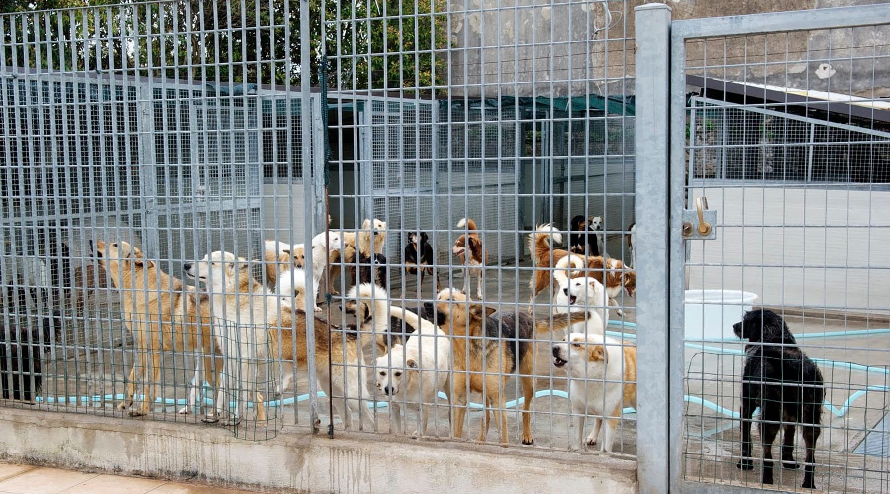 Alcamo, canile quasi pronto in un bene confiscato