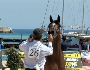 San Vito Lo Capo: Arabian Horses Cup 2015