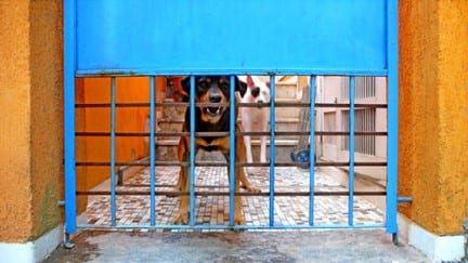 Castelvetrano: tentato furto, decisivo il cane
