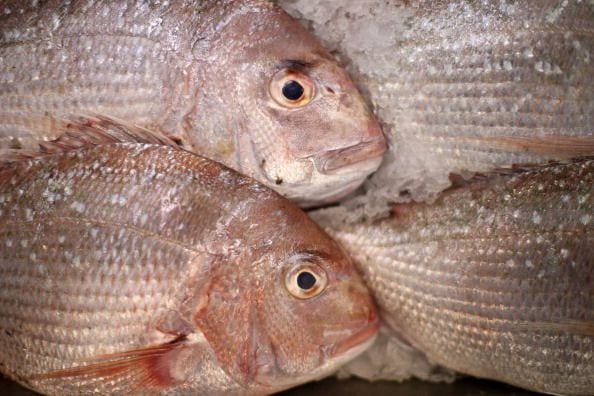 Trapani: sequestrato pesce non tracciato