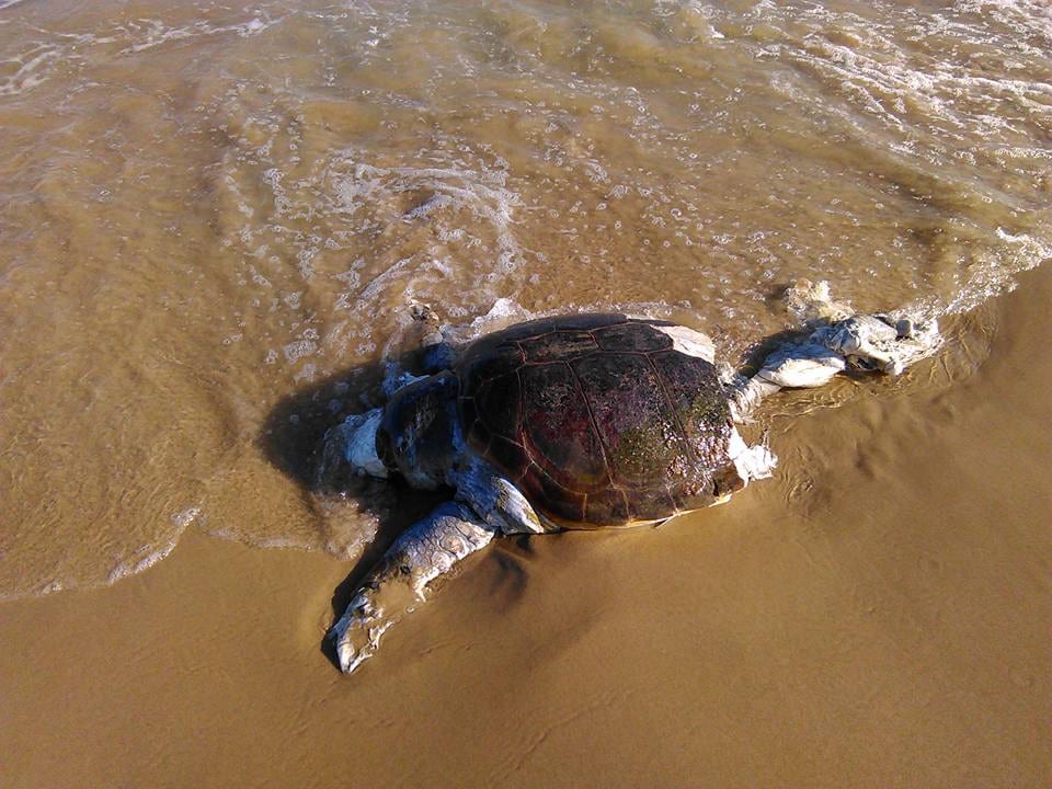 Balestrate, trovata morta tartaruga in spiaggia