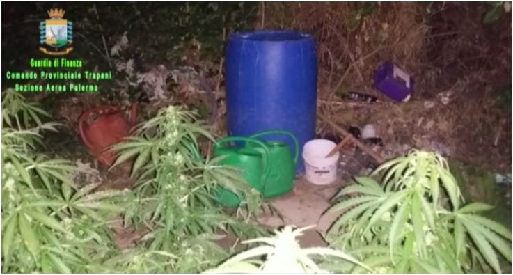 Vita, GdF scopre piantagione di marijuana: un arresto